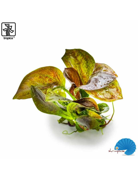 Echinodorus 'Reni' (1-2-Grow)