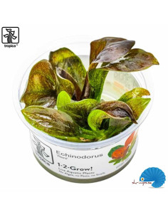 Echinodorus 'Reni' (1-2-Grow)
