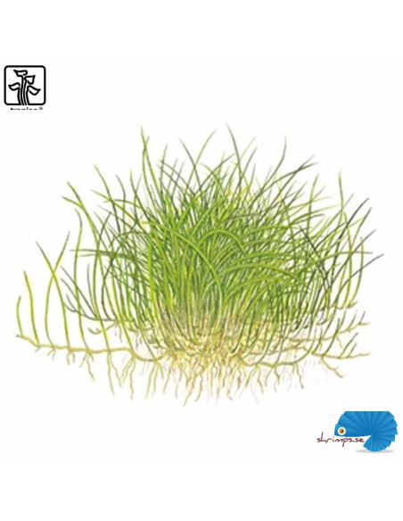 Eleocharis pusilla 'Mini' (1-2-Grow)