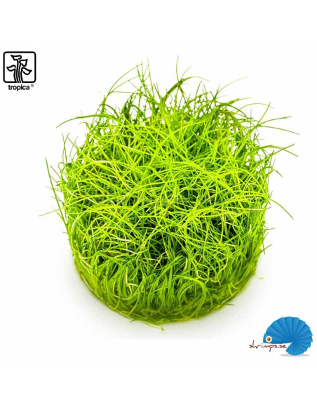 Eleocharis pusilla 'Mini' (1-2-Grow)