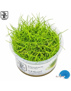 Eleocharis pusilla 'Mini' (1-2-Grow)