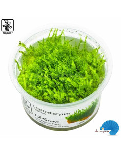 Leptodictyum riparium - 'Stringy Moss' - (1-2-Grow) 2