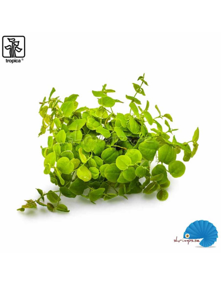 Phyllanthus Fluitans (1-2-Grow)