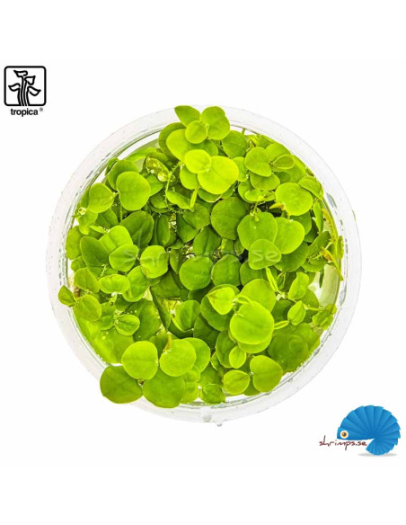Phyllanthus Fluitans (1-2-Grow)