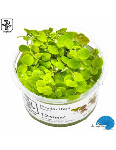 Phyllanthus Fluitans (1-2-Grow) 2