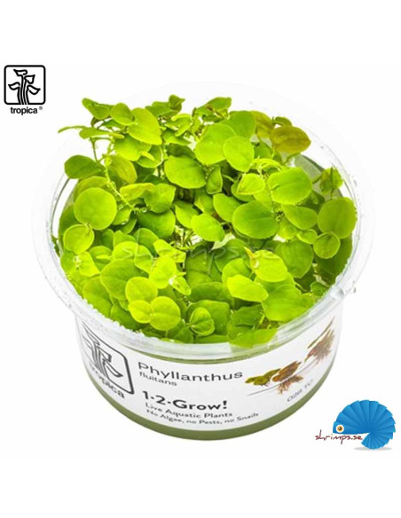 Phyllanthus Fluitans (1-2-Grow)