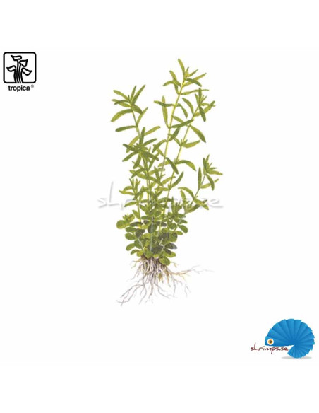 Rotala rotundifolia 'Green' (1-2-Grow)