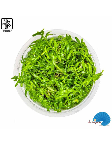 Rotala rotundifolia 'Green' (1-2-Grow)