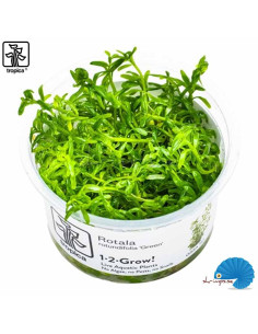 Rotala rotundifolia 'Green' (1-2-Grow)