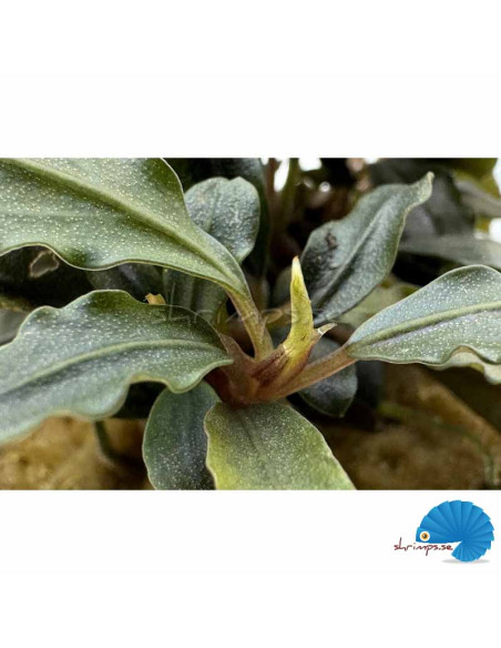 Bucephalandra - Theia Red