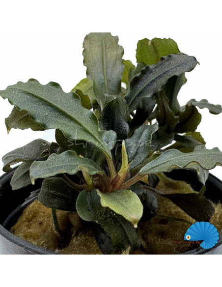 Bucephalandra - Theia Red