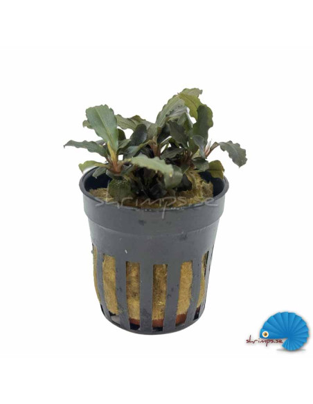 Bucephalandra - Theia Red