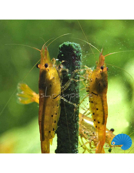 GlasGarten - Shrimp Lollies - 4in1 Power - Algae
