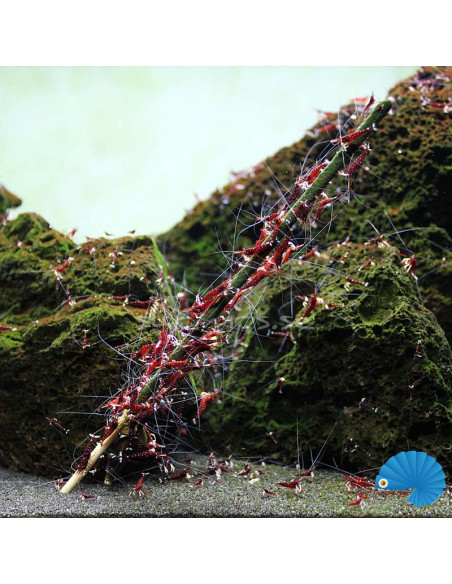 GlasGarten - Shrimp Lollies - 4in1 Power - Algae