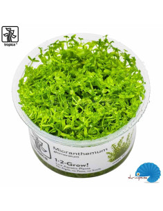 Hemianthus micranthemoides (1-2-Grow) - Pearlweed