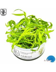 Heteranthera Zosterifolia 'Stargrass' (1-2-Grow)