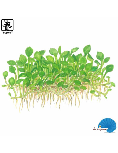 Marsilea Minuta (1-2-Grow)