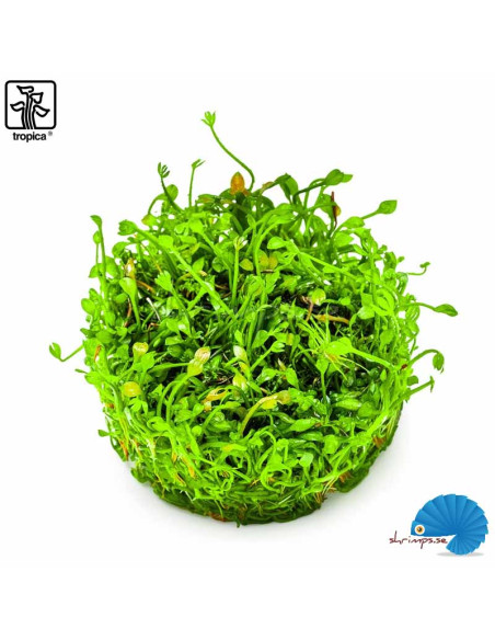 Marsilea Minuta (1-2-Grow)