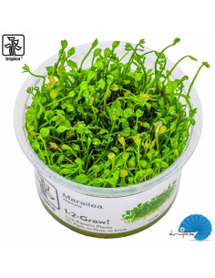 Marsilea Minuta (1-2-Grow)