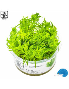 Pogostemon deccanensis (1-2-Grow)