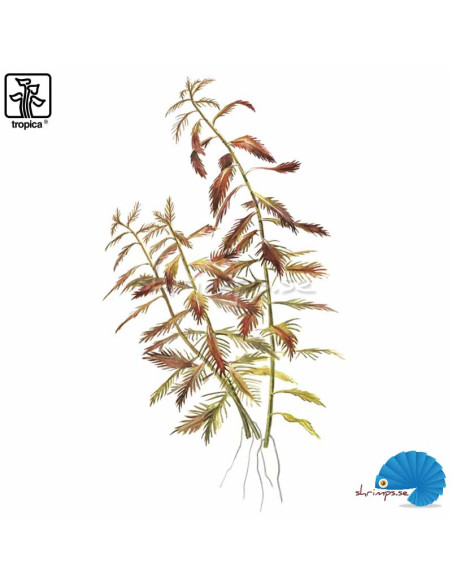 Proserpinaca palustris 'Cuba' (1-2-Grow)