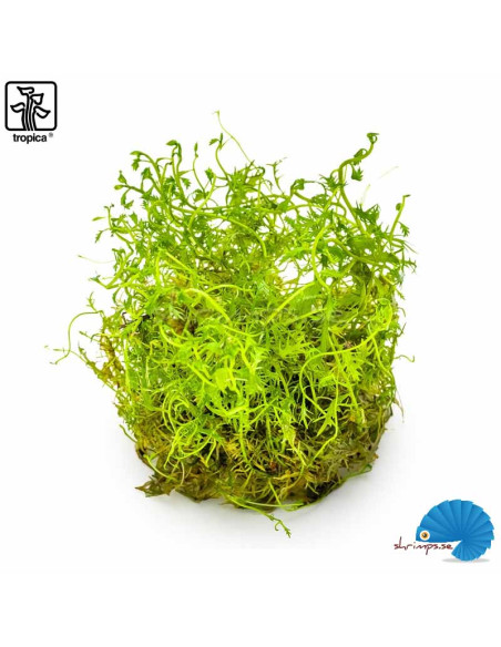 Proserpinaca palustris 'Cuba' (1-2-Grow)