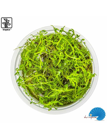 Proserpinaca palustris 'Cuba' (1-2-Grow)