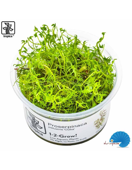 Proserpinaca palustris 'Cuba' (1-2-Grow)