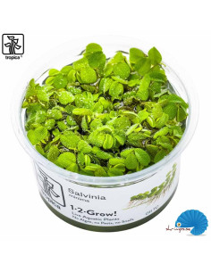 Salvinia minima (1-2-Grow)