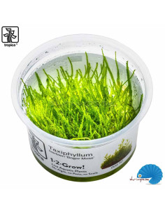 Taxiphyllum Barbieri - Javamossa (1-2-Grow) 2