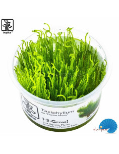 Taxiphyllum sp. 'Flame moss' (1-2-grow) 2