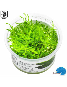 Vesicularia dubyana 'Christmas moss' (1-2-Grow) 2