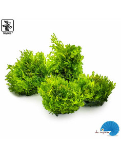 Riccardia chamedryfolia - (1-2-Grow) 2