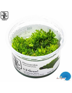 Riccardia chamedryfolia - (1-2-Grow)
