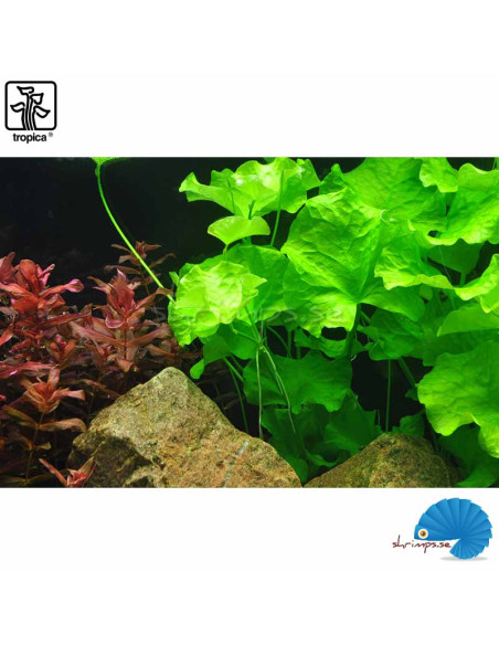 Nymphoides hydrophylla 'Taiwan' (1-2-Grow)