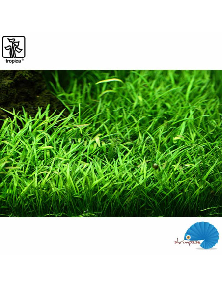 Lilaeopsis brasiliensis (1-2-Grow)