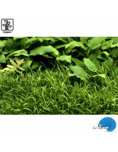 Lilaeopsis brasiliensis (1-2-Grow) 2