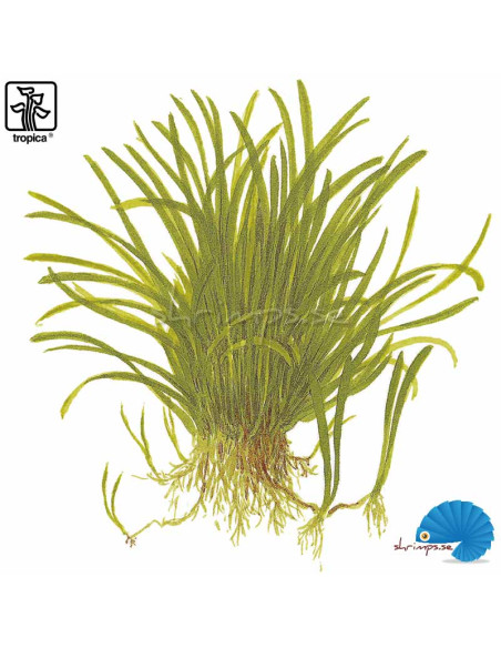 Lilaeopsis brasiliensis (1-2-Grow)