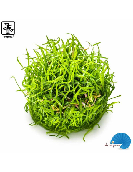 Lilaeopsis brasiliensis (1-2-Grow)