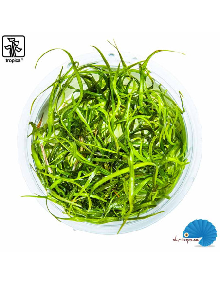 Sagittaria Subulata 'Needle Leaf' (1-2-Grow)