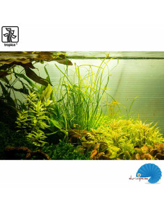Sagittaria Subulata 'Needle Leaf' (1-2-Grow) 2