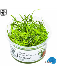 Sagittaria Subulata 'Needle Leaf' (1-2-Grow)