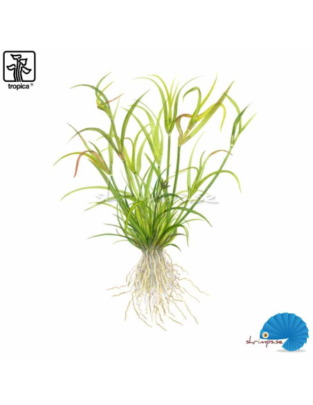 Juncus repens (1-2-Grow)
