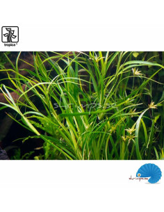 Juncus repens (1-2-Grow) 2