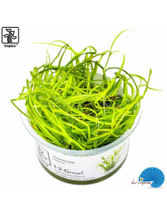 Juncus repens (1-2-Grow)