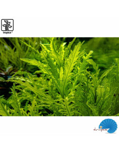 Hygrophilia odora (1-2-Grow) 2
