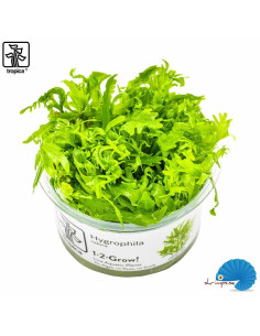 Hygrophilia odora (1-2-Grow)