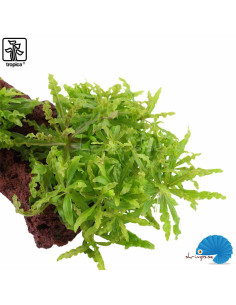 Pogostemon Helferi on Lava Stone 2