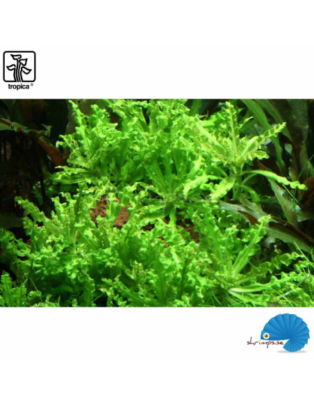 Pogostemon Helferi on Lava Stone