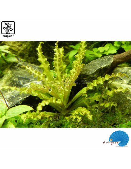 Pogostemon Helferi on Lava Stone